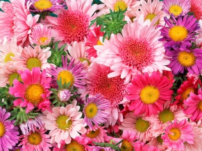 Daisies & Mums