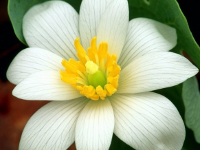 Delicate Bloodroot