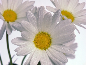 Delicate Daisies