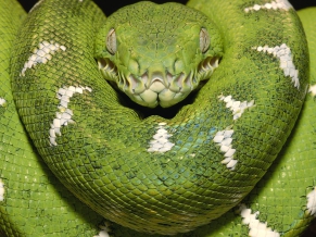 Emerald Tree Boa Amazon Equador