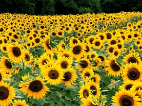 Field of Sunflowers