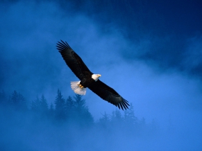 Flight of Freedom Bald Eagle