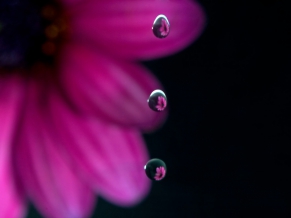 Flowers in Drops