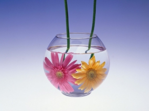 Flowers in Water