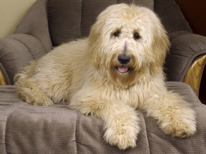 Goldendoodle