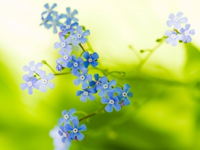 Green Beautiful Flowers