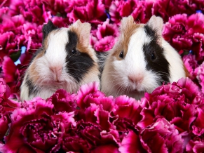 Guinea Pigs
