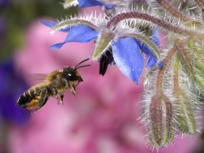 Hovering Honey Bee