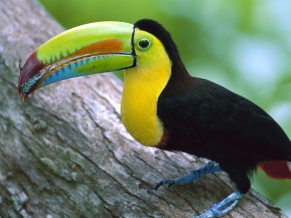 Kell Billed Toucan Panama