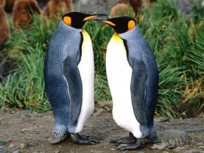 King Penguins