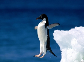 Leap of Faith Penguin