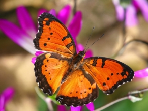 London Butterfly House