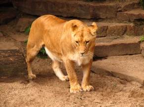 Male Lion