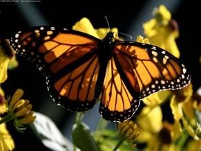 Monarch