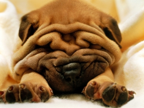 Mr Wrinkles