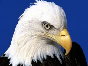 Noble Lead Bald Eagle