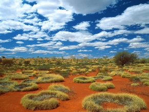 Old Spinifex Rings Little Sy Desert Australia