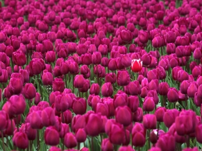 One in a Million Skagit Valley Tulip Festival Washington