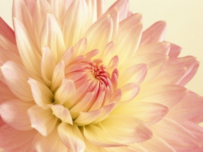 Pale Pink Yellow Dahlia