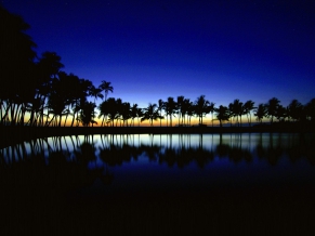 Palm Silhouette Big Isl Hawaii