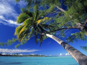 Palm Tree Society Isl Beach