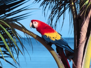 Parrot Beach