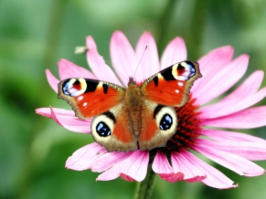 Peacock Butterfly Flower