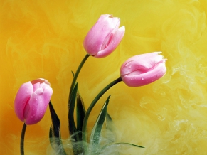 Pink Buds & Yellow Smoke
