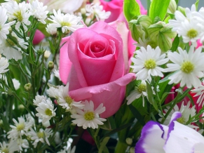 Pink Rose