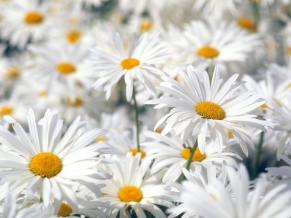 Plentiful Oxeye Daisies