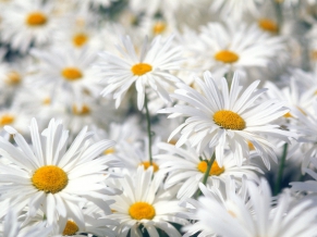 Plentiful Oxeye Daisies