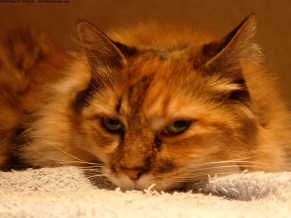 Rare Cat
