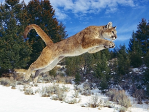 Raw Power, Cougar