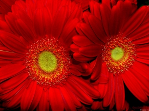 Red Sunflower