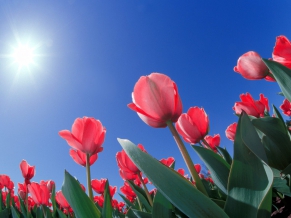 Red Tulips Cincinnati Ohio