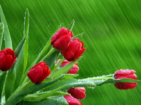 Rose Buds