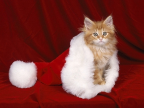 Santa Paws