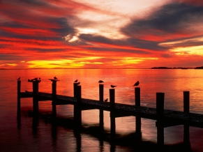 Seagulls at Sunset Florida