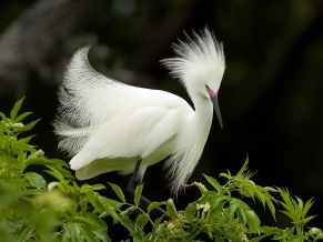 Snowy Egret in Breeding Plumage