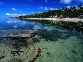 Starfish Along the Coral Coast Beach