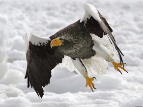 Stellers Sea Eagle