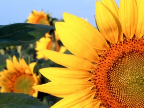 Sunflower Nebraska