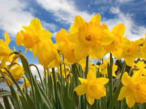 Sunny Daffodils