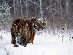 Tiger in Snow