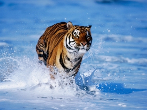 Tiger in Water