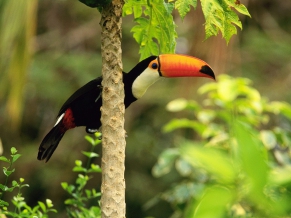 Toco Toucan in the Tropical Forest