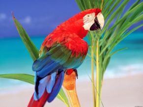 Tropical Colors Parrot