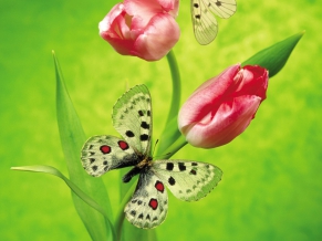 Tulips & Butterfly