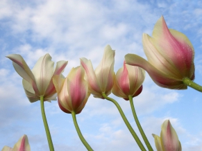 Tulips From Down Under