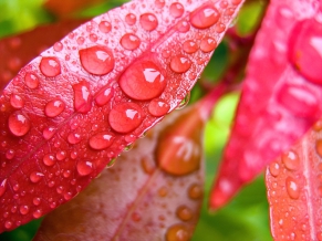 Water Drops on Leaves